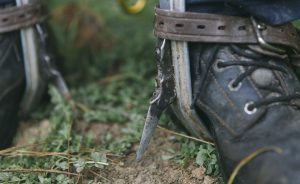 Eagle Eye Tree Services is owned and operated by fully qualified and experienced arborist, Matt Blainey