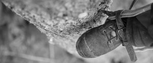 Eagle Eye Tree Services follow all safety procedures to a high standard