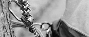 Eagle Eye Tree Services follow all safety procedures to a high standard