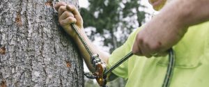 Eagle Eye Tree Services follow all safety procedures to a high standard