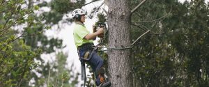 Eagle Eye Tree Services servicing Whangarei, Mangawhai, Rodney and surrounding areas.