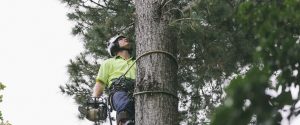 Eagle Eye Tree Services servicing Whangarei, Mangawhai, Rodney and surrounding areas.