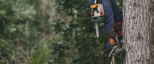 Eagle Eye Tree Services servicing Whangarei, Mangawhai, Rodney and surrounding areas.