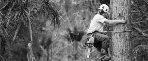 Eagle Eye Tree Services follow all safety procedures to a high standard