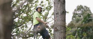 Eagle Eye Tree Services is owned and operated by fully qualified and experienced arborist, Matt Blainey