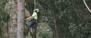 Eagle Eye Tree Services is owned and operated by fully qualified and experienced arborist, Matt Blainey