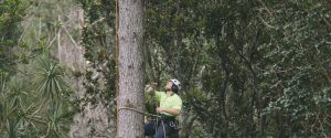 Eagle Eye Tree Services is owned and operated by fully qualified and experienced arborist, Matt Blainey